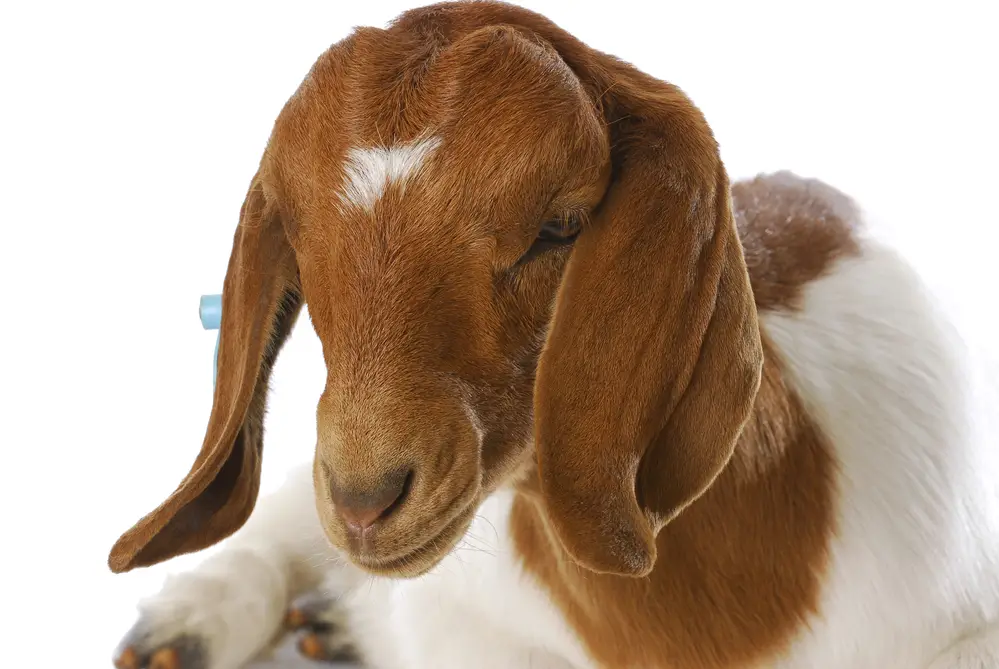 Boer Goat Characteristics