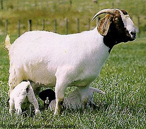 5 Tips for Effective Goat Breeding