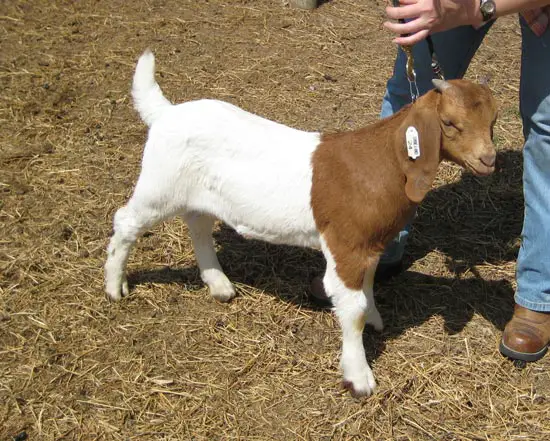 Boer Goat price