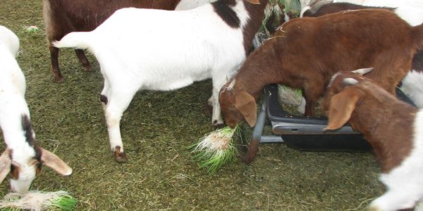 Goat Feed: Your 5-Minute Guide