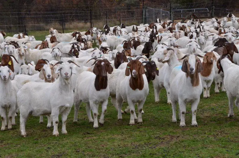 How to Start a Boer Goat Farm