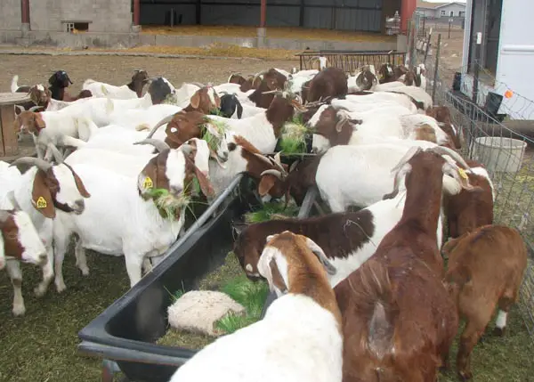 Boer goat breeding