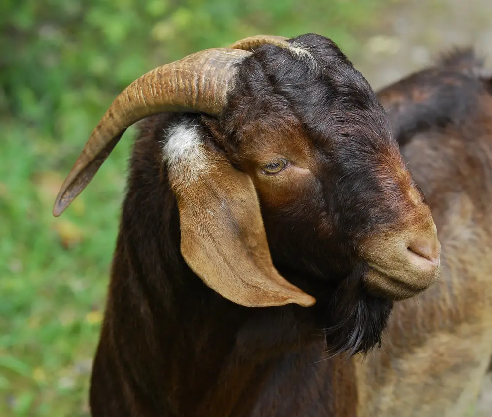 Goat Breeding Age