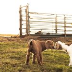 Boer Goats Explained