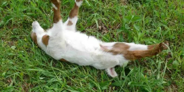 Raising Fainting Goats: Ultimate Guide for Beginners