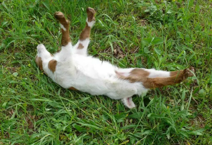 Raising Fainting Goats (2020): Ultimate Guide for Beginners