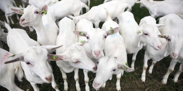 Goat Meat Farming: Pros and Cons
