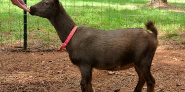 Raising Nigerian Dwarf Goats: Ultimate Guide for Beginners
