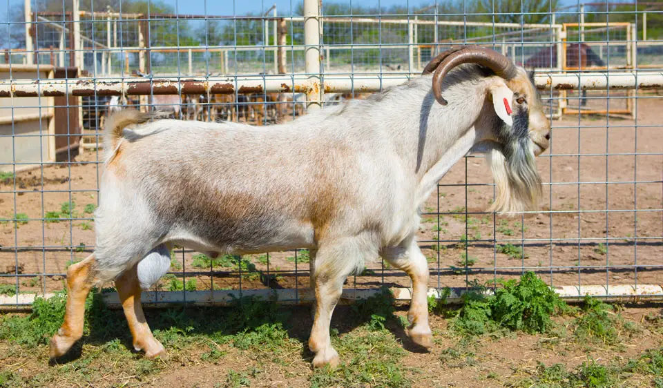 Raising Spanish Goats