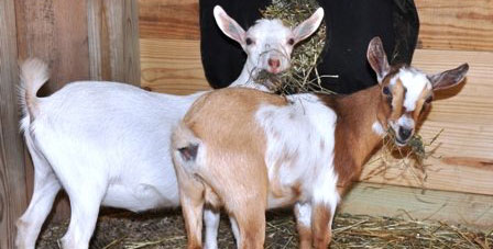 2 Nigerian goats eating hay