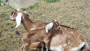 Mother and kid Nubian Goats
