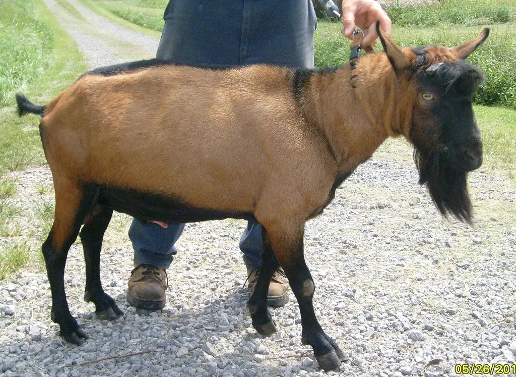 Raising Oberhasli Goats
