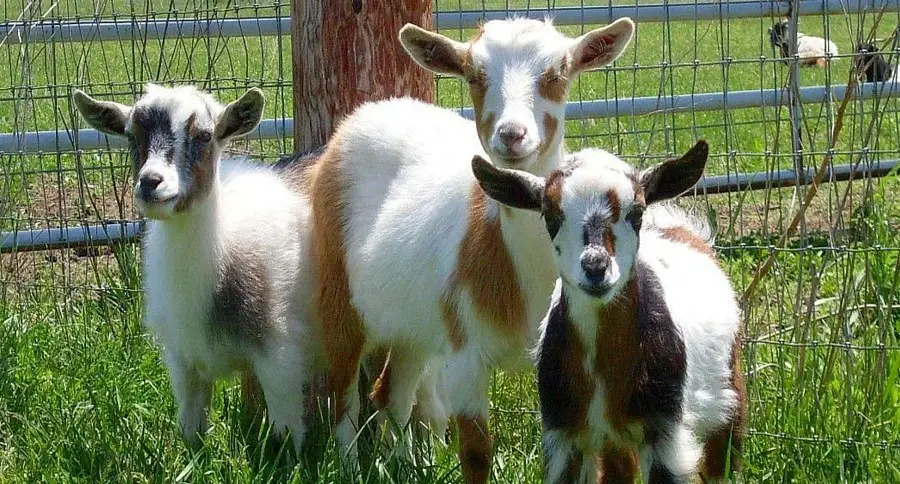 3 Nigerian Dwarf Goats in Pasture