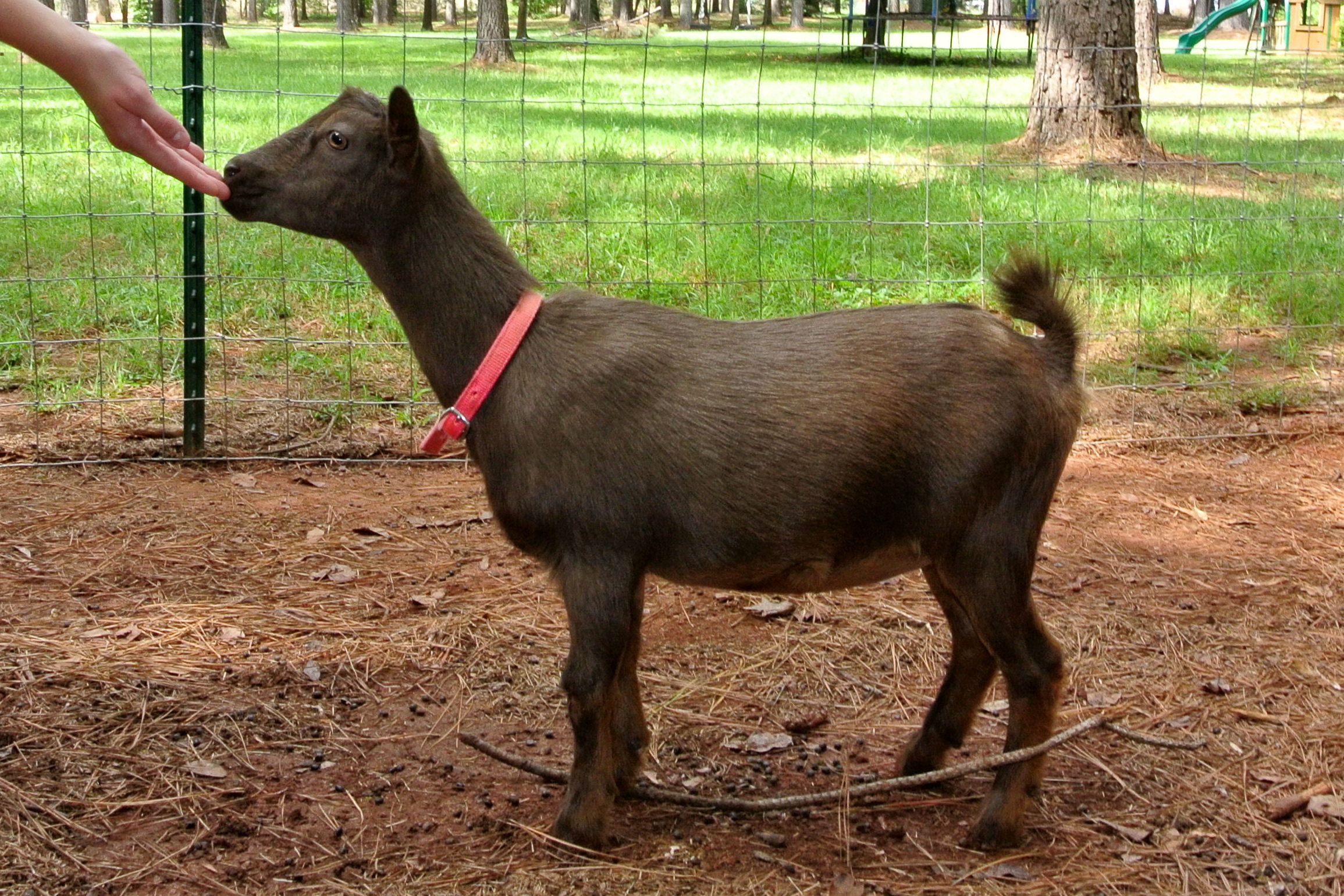 Dark Brown Nigerian Goat with red collar 