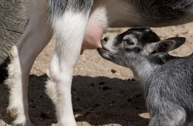 Goat kid getting a drink of mothers milk