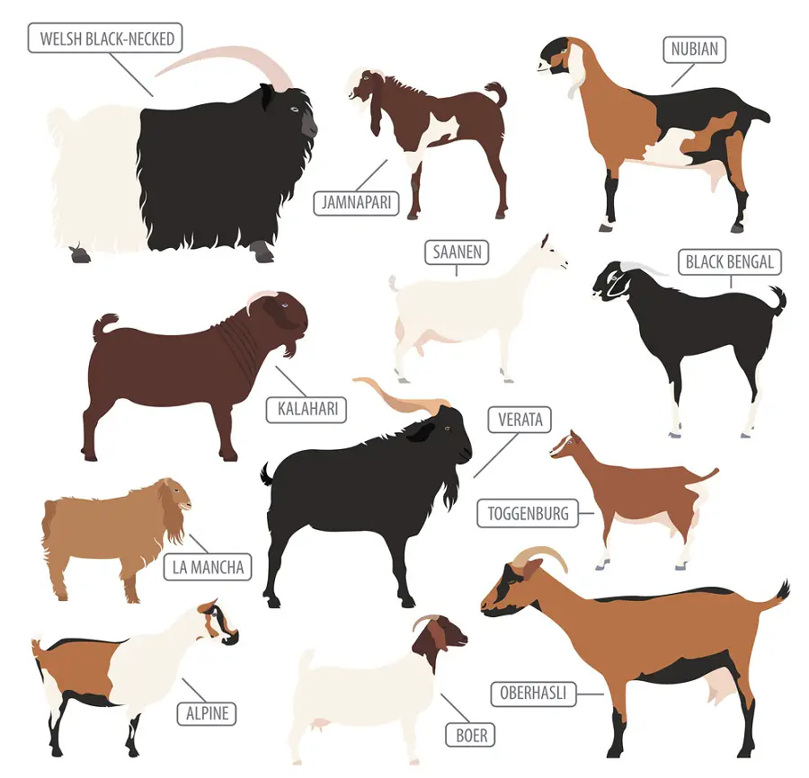 Breeds of goat most commonly used in dairy farms are: