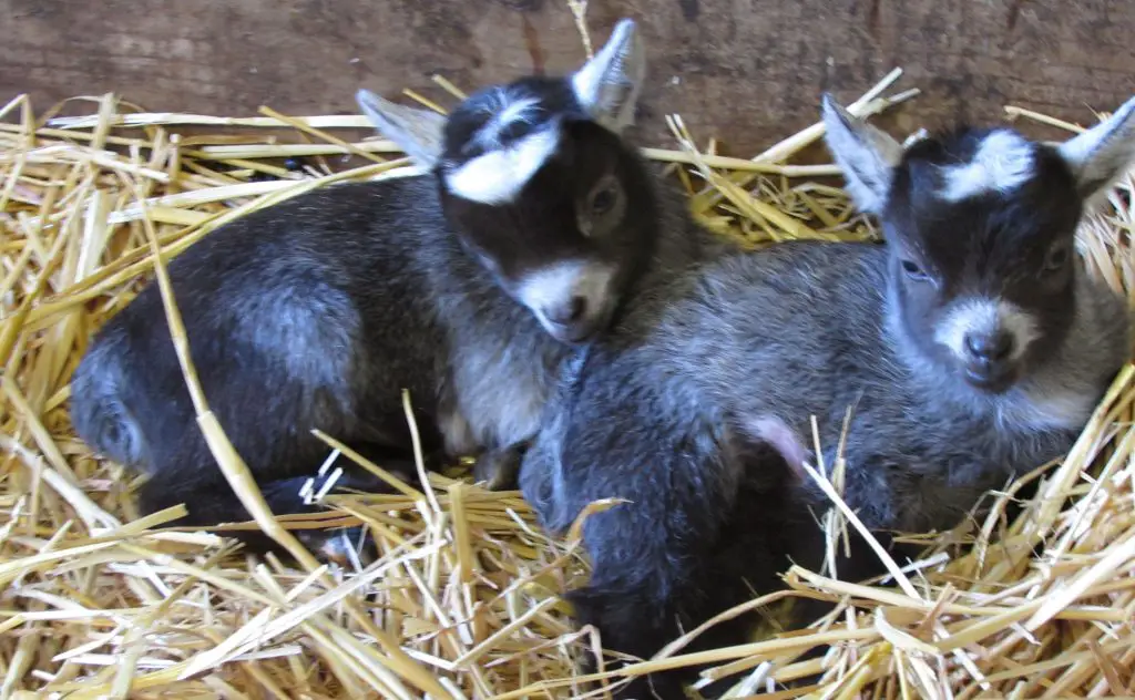 Pygmy goat kids