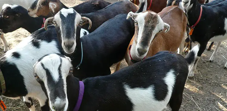 Group of Lamancha Goats