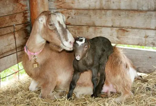 Mother and kid lamancha goats