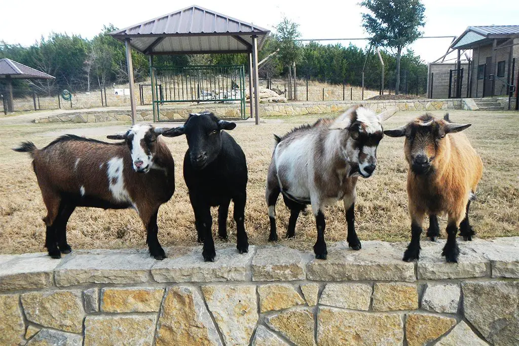 Nigerian goats standing on stone wall
