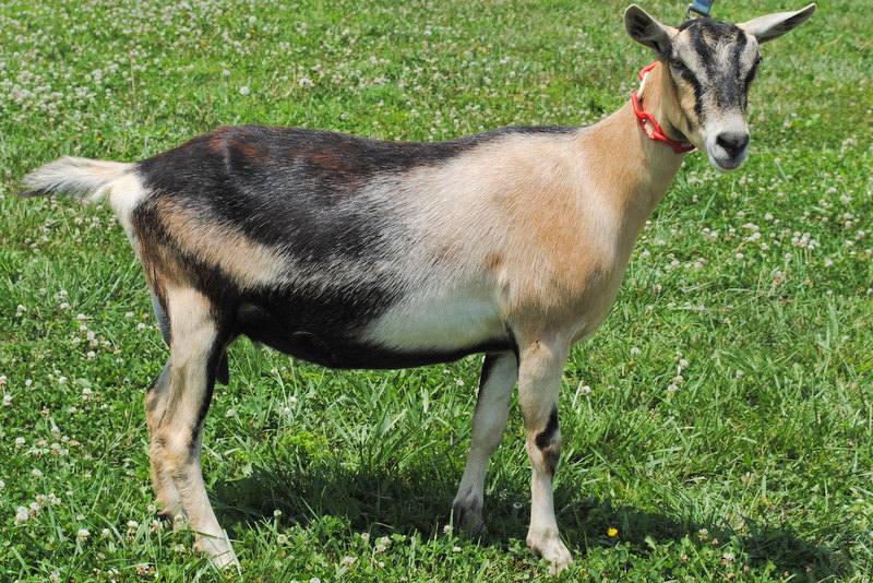 Raising Alpine Goats: Ultimate Guide for Beginners