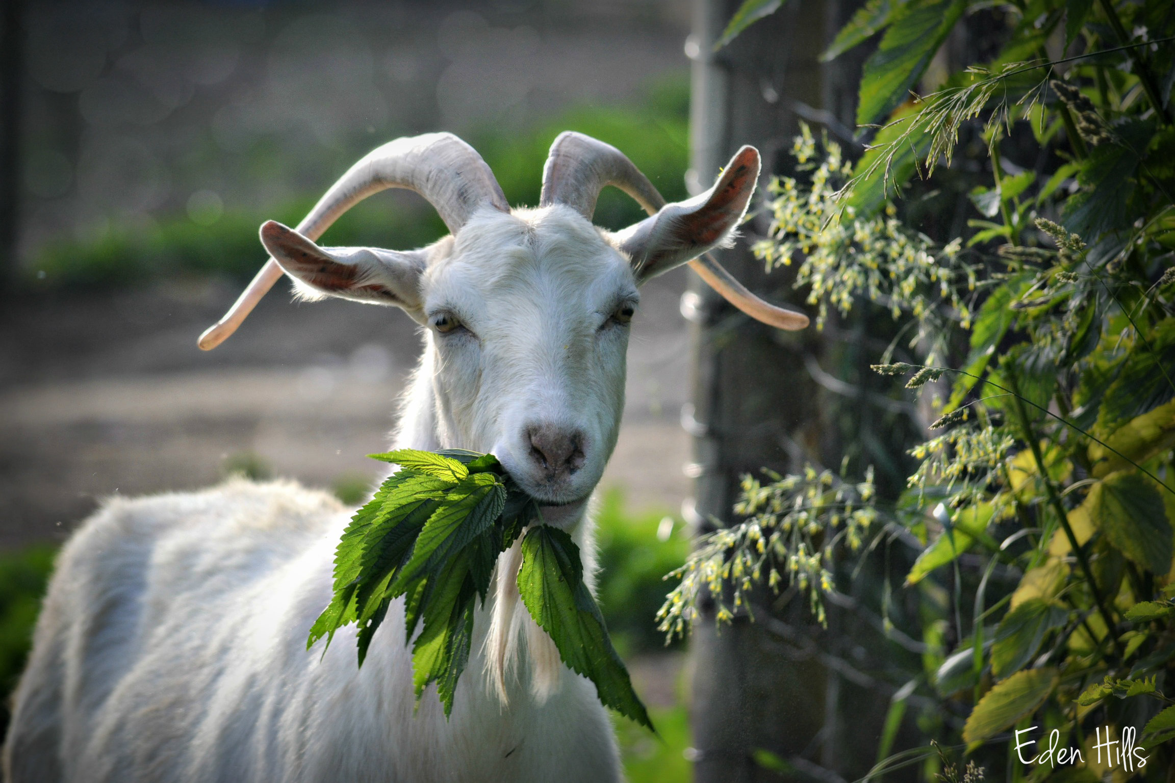 Raising Kiko Goats