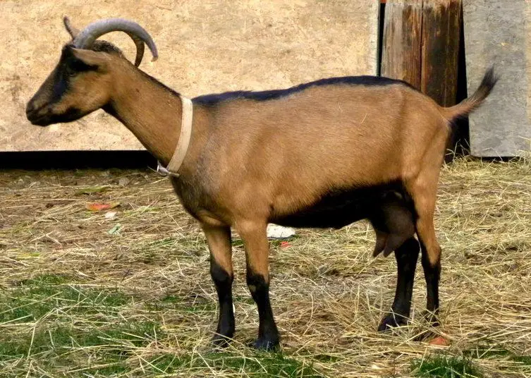 Raising Oberhasli Goats: Ultimate Guide for Beginners