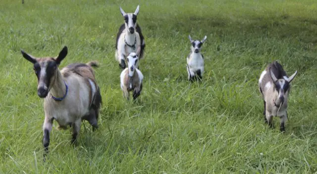 Adult and kid goats running through pasture