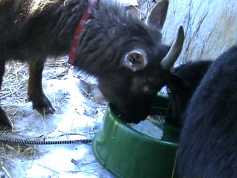 Nigerian Goat drinking water