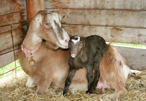 lamancha goats