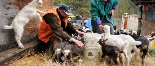Famers giving food and water to herd of lamancha goats