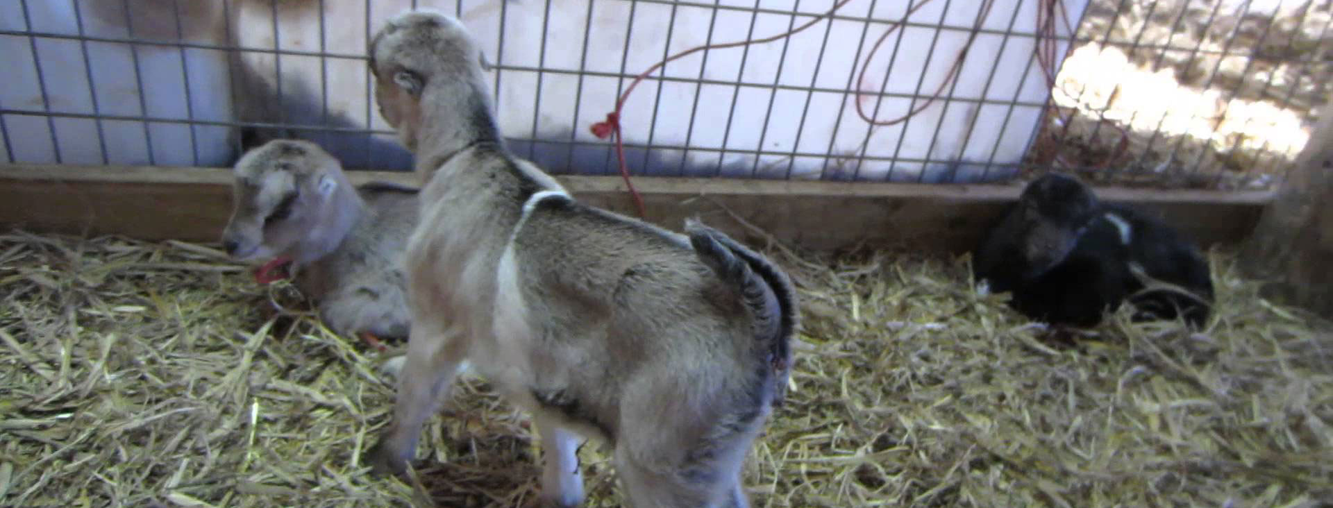 Two lamancha goats in pen