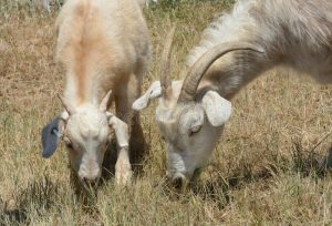 Raising Kiko Goats