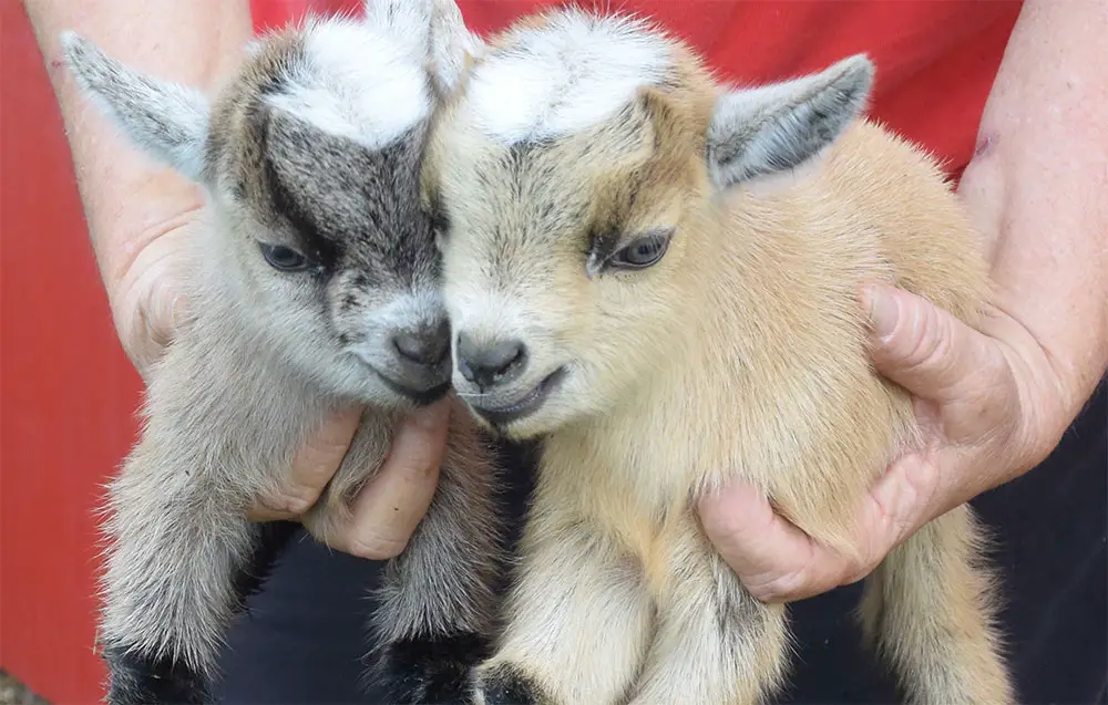 Cute Twin Baby Pygmy goats