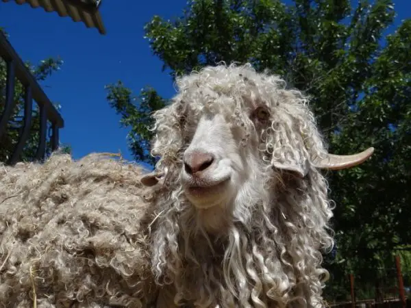 Shaggy angora goat