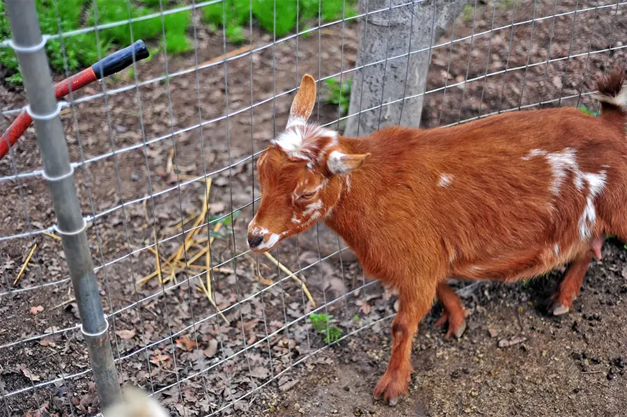 Raising Boer Goats