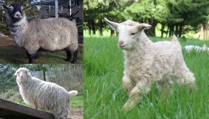 Pygora Goats for Sale (2020): Directory of Pygora Goat Breeders