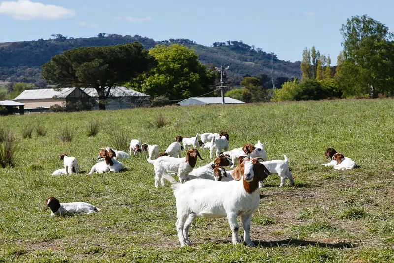Raising Goats for Profit