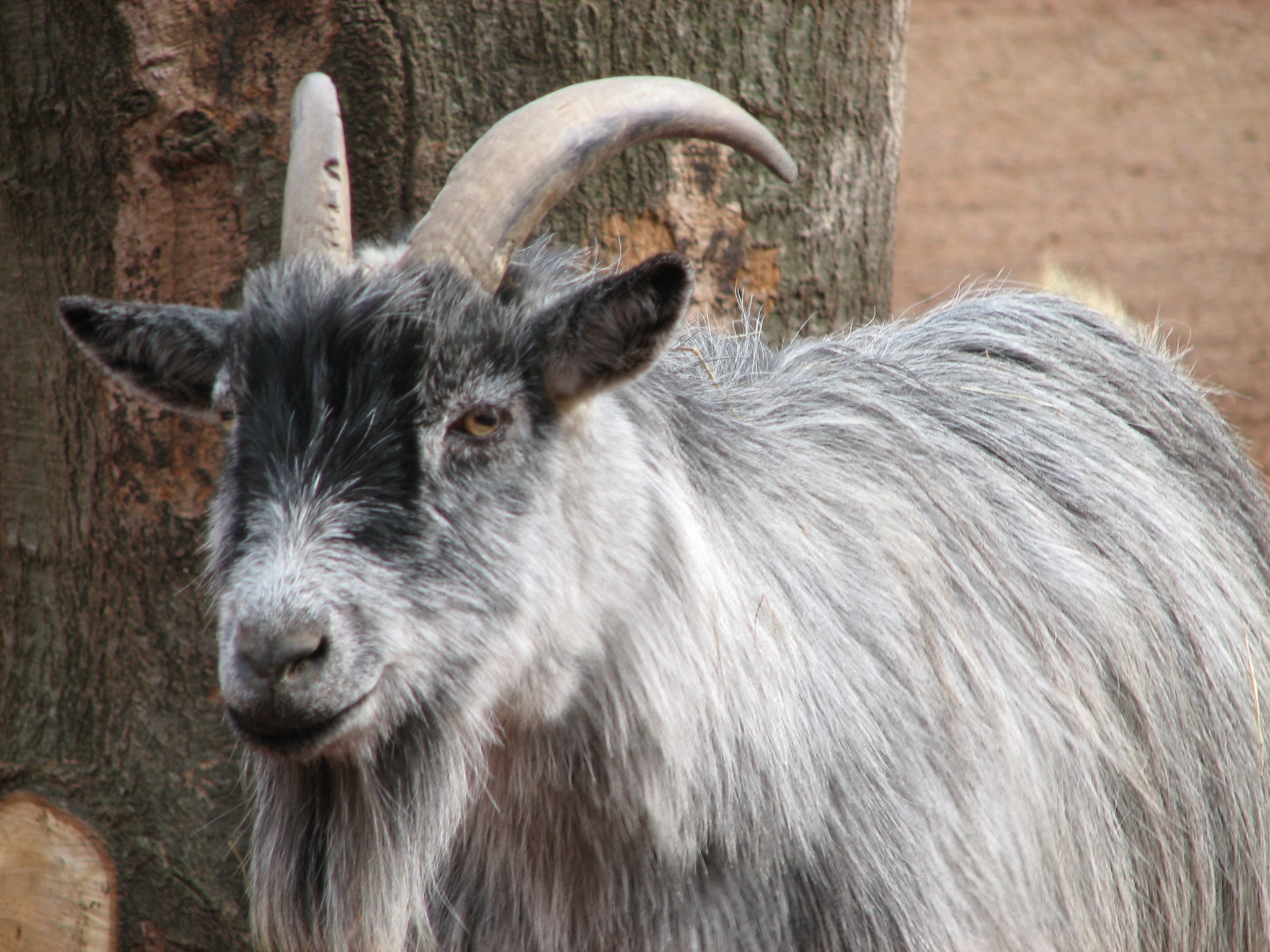 Raising Pygmy Goats: Ultimate Guide for Beginners