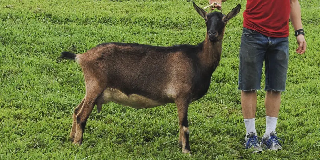 What does an alpine goat look like?