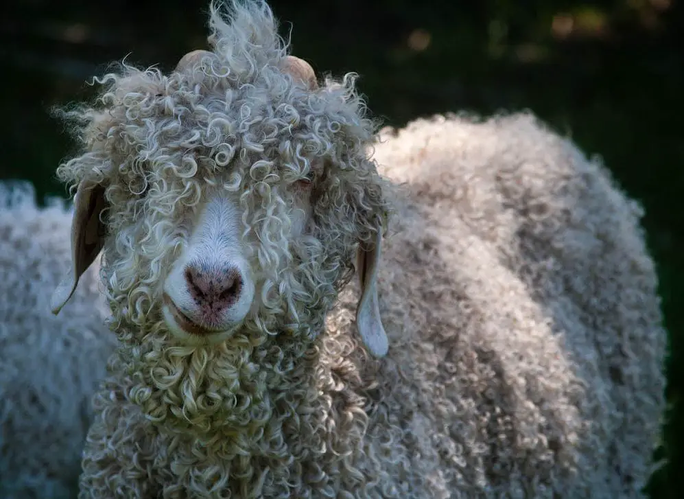 curly haired angora goat