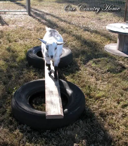 Goat walking across balance beam made from wood plank laid across two large tires