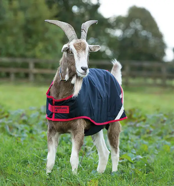 equipment required for goat farming
