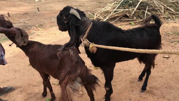 Raising Jamunapari Goats