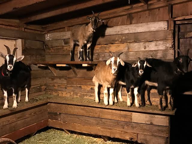 raising kinder goats