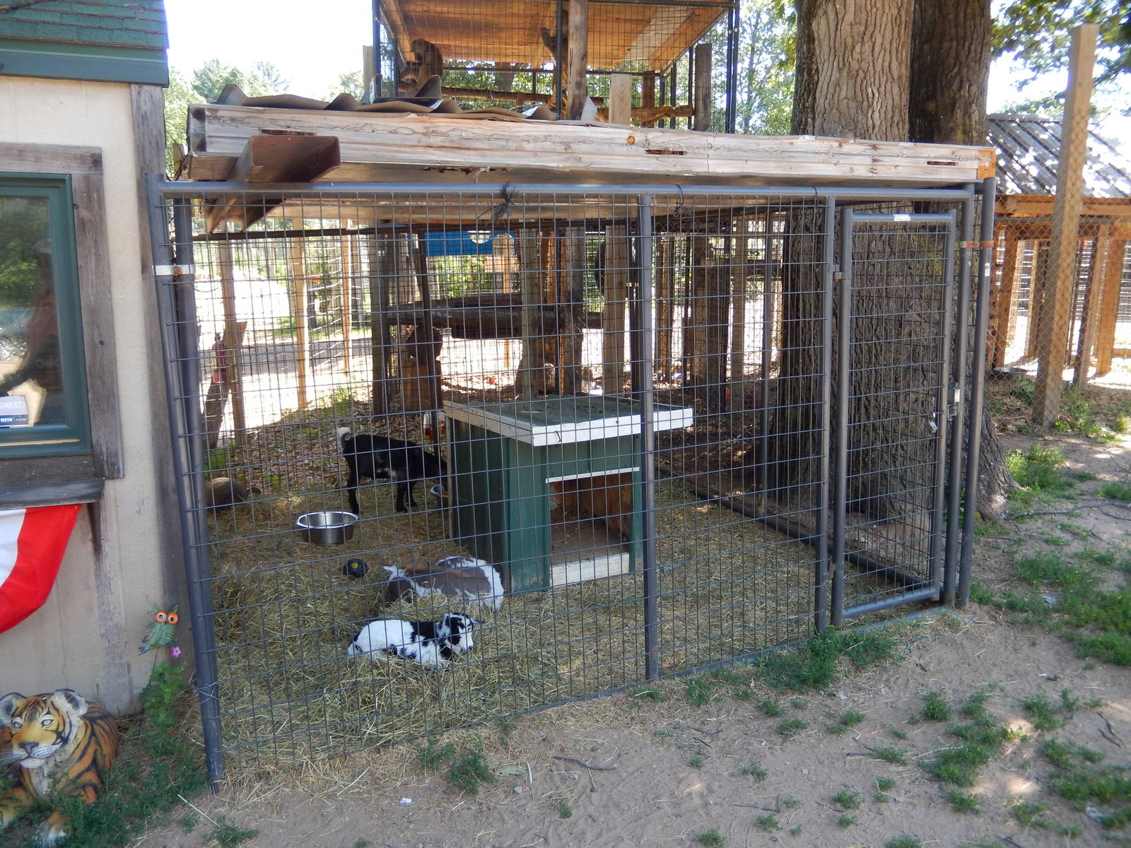 Cage with goats