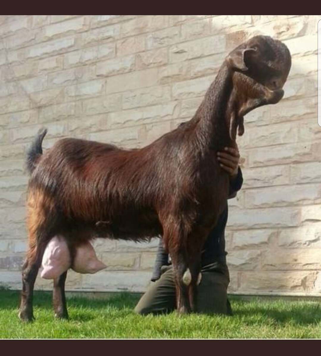 damascus goat