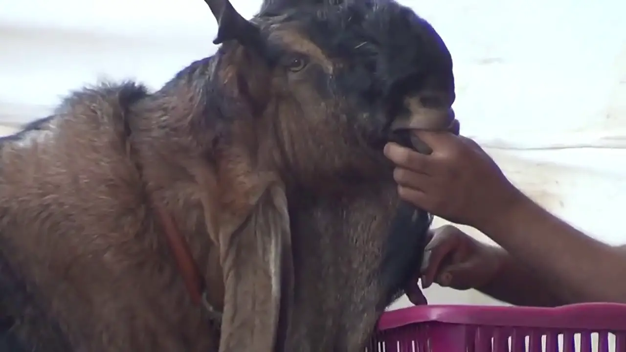 Checking teeth of damascus goat