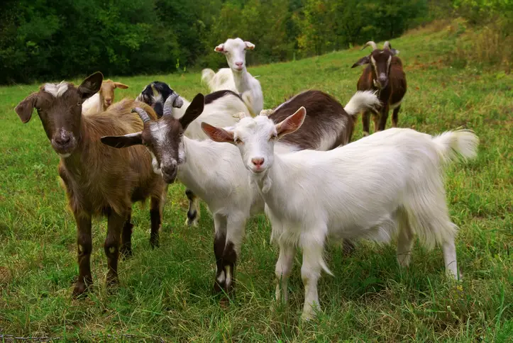 Goat Care for Beginners