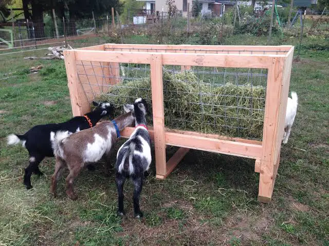 Raised Goat feeder constructed from Wood and wire
